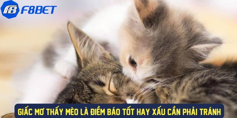 Giải Mã Ý Nghĩa Giấc Mơ Thấy Mèo Đánh Gì Trong Lô Đề F88BET 4 Giấc mơ về mèo là điềm báo gì