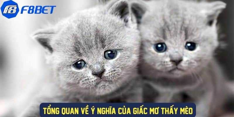 Giải Mã Ý Nghĩa Giấc Mơ Thấy Mèo Đánh Gì Trong Lô Đề F88BET 2 Ý nghĩa của giấc mơ gặp mèo