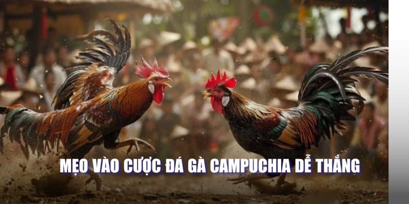 Mẹo vào cược đá gà Campuchia dễ thắng