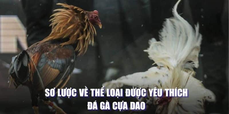Đá Gà Cựa Dao Cực Kịch Tính Chiếm Lĩnh Trái Tim Người Xem 2 Sơ lược về thể loại được yêu thích đá gà cựa dao