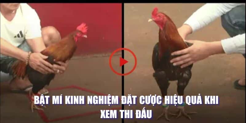 Đá Gà Cựa Sắt - Hình Thức Giải Trí Kịch Tính, Nhận Thưởng Lớn 3 Những điểm thú vị khi chơi chọi kê sắt trực tuyến