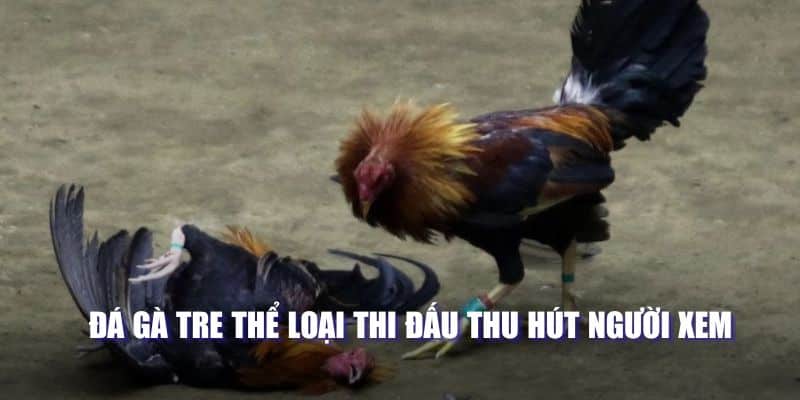 Đá Gà Cựa Dao Cực Kịch Tính Chiếm Lĩnh Trái Tim Người Xem 4 Bật mí kinh nghiệm đặt cược hiệu quả khi xem thi đấu