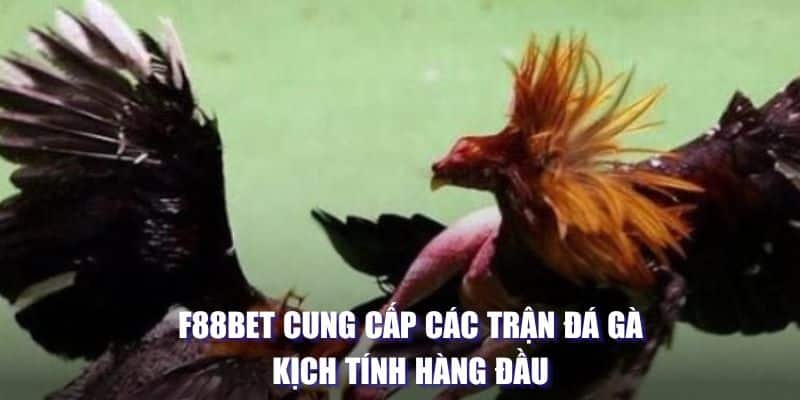 Đá Gà Thomo Khám Phá Trường Đấu Nổi Tiếng Nhất Hiện Nay 3 F88BET cung cấp các trận đá gà kịch tính hàng đầu