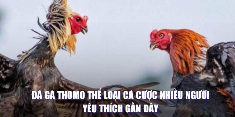 Đá Gà Thomo Khám Phá Trường Đấu Nổi Tiếng Nhất Hiện Nay 2 Đá gà Thomo thể loại cá cược nhiều người yêu thích gần đây