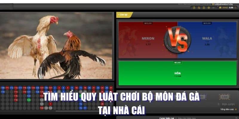 Đá Gà Thomo Khám Phá Trường Đấu Nổi Tiếng Nhất Hiện Nay 4 Tìm hiểu quy luật chơi bộ môn đá gà tại nhà cái